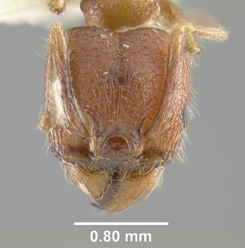 Media type: image;   Entomology 20684 Aspect: head frontal view